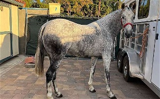 Grey Andalusian PRE ANCCE Mare Andalusian for Los Angeles, CA