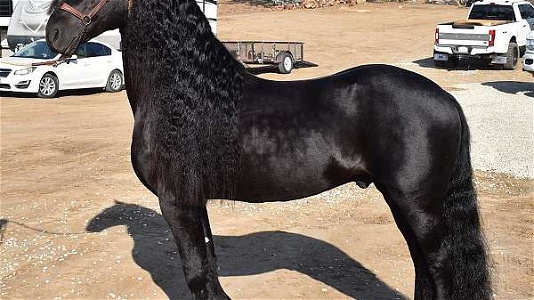 2017 Black Friesian Stallion KFPS