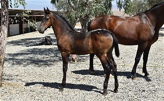 Deer Hunter, 2022 Bay Andalusian Cross Colt Andalusian for Los Angeles, CA