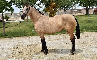2017 Buckskin Andalusian ANCCE Mare Andalusian for Los Angeles, CA