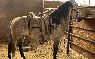2019 Buckskin IALHA Pure Bred Andalusian Colt Andalusian for Los Angeles, CA