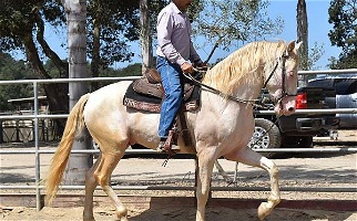 2020 Perlino Andalusian Colt Under Saddle Andalusian for Los Angeles, CA