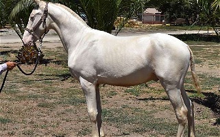 2022 Perlino Andalusian Colt Andalusian for Los Angeles, CA