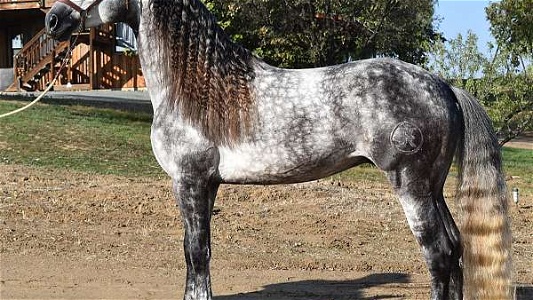 Favorito 2017 Grey Andalusian Gelding 16.2 HH