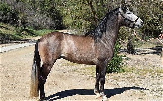 2018 IALHA Grey Andalusian Stallion Andalusian for Los Angeles, CA