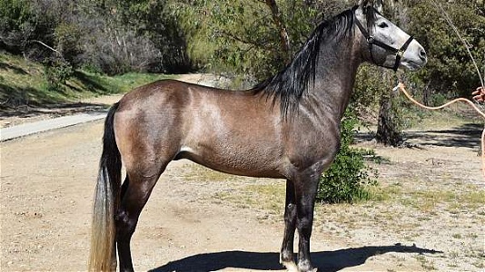 2018 IALHA Grey Andalusian Stallion