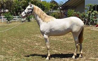 2021 Perlino Andalusian Filly Andalusian for Los Angeles, CA
