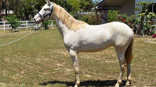 2021 Perlino Andalusian Filly