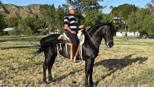 Black Andalusian Gelding 15 Year Old