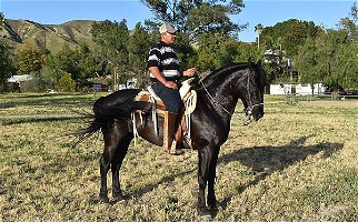 Black Andalusian Gelding 15 Year Old Andalusian for Los Angeles, CA