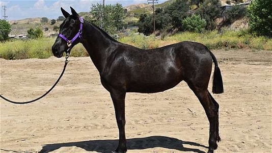 2022 Grey Andalusian Filly