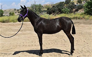 2022 Grey Andalusian Filly Andalusian for Los Angeles, CA