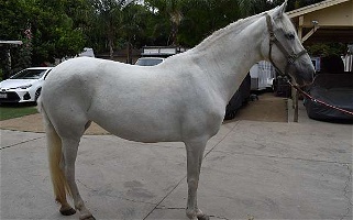 Pregnant Grey Andalusian Mare Andalusian for Los Angeles, CA