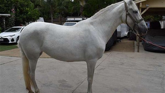 Pregnant Grey Andalusian Mare