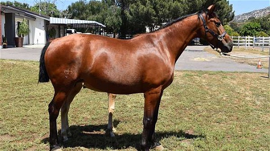 2014 Bay Andalusian Mare ANCCE