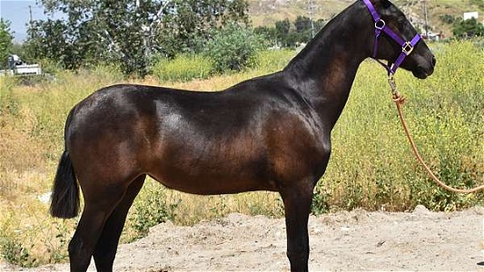 2022 Bay Andalusian Filly