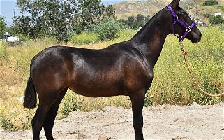 2022 Bay Andalusian Filly Andalusian for Los Angeles, CA