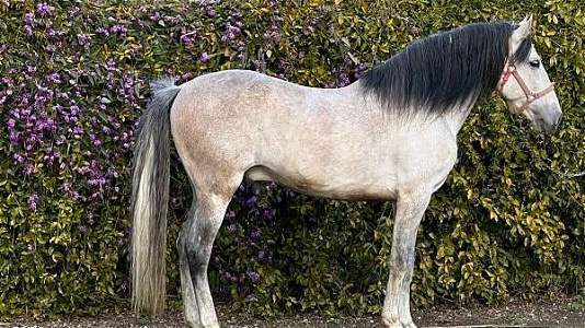 Grey Andalusian PRE Stallion Dressage Prospect