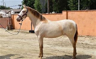 2022 Perlino Andalusian Filly Andalusian for Los Angeles, CA