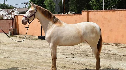 2022 Perlino Andalusian Filly