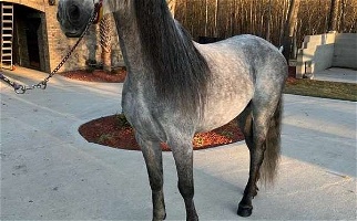 16 HH, ANCCE Grey Andalusian PRE Stallion Andalusian for Los Angeles, CA