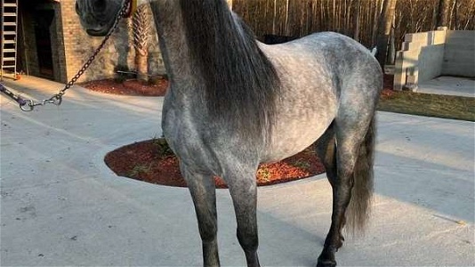 16 HH, ANCCE Grey Andalusian PRE Stallion