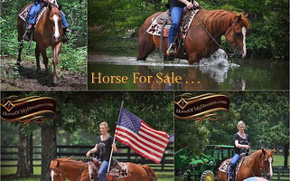 Well Trained Gentle AQHA Reiner Red Dun Quarter Horse Gelding Quarter for Los Angeles, CA