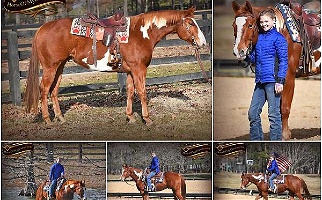 Double Registered Big Flashy Gentle Tobiano Paint Gelding Paints for Los Angeles, CA