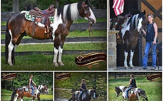 Flashy APHA Tobiano Paint Gelding With Show Experience Paints for Los Angeles, CA