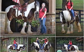 Gorgeous Bay Tobiano Gypsy Vanner Gelding Gypsy Vanner for Los Angeles, CA