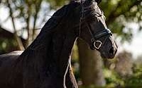 Investment Opportunity On a Gorgeous Black Friesian Mare Friesians for Greer, SC