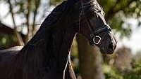 Investment Opportunity On a Gorgeous Black Friesian Mare