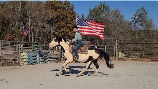Bridleless. Traffic. Trails. Cattle Black Overo Paint Mare