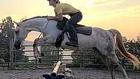 Shown. Jumps. Obstacles. Trails. Traffic Grey Quarter Horse Mare