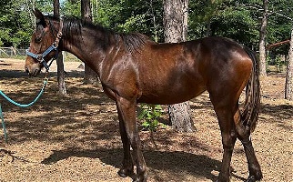 Elegant Sport Horse American Bay Warmblood Fabolous Filly Swedish Warmblood for Wagener, SC