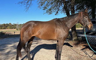 17,1 Good Mover Unraced TB Bay Thoroughbred Gelding Thoroughbred for Wagener, SC