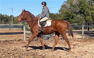 Big Thick Built Chestnut Thoroughbred Gelding Kind and Easy Thoroughbred for Wagener, SC
