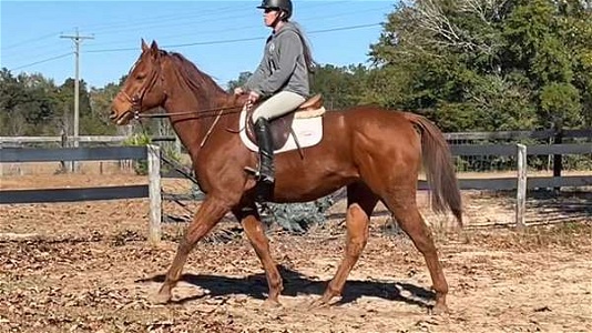 Big Thick Built Chestnut Thoroughbred Gelding Kind and Easy