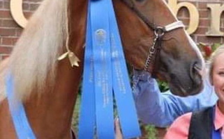 Reg TWH Sorrel Tennessee Walking Mare Tennessee Walking Horse for Batesburg-Leesville, SC