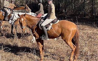 Foxhunter’S Dream Horse Chestnut Thoroughbred Mare Thoroughbred for Aiken, SC
