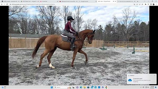 Price Reduced-Very Pretty TB Chestnut Thoroughbred Mare