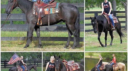 Outstanding Beginner Safe Family Friendly Black Quarter Horse Gelding