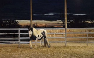 Imported Black Gypsy Vanner Mare Gypsy Vanner for Eagle Point, OR