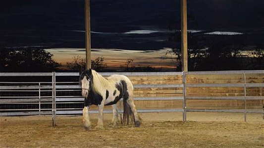 Imported Black Gypsy Vanner Mare
