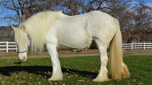Selle Western Silver Horse Oregon