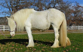 Silver Sabino Gypsy Vanner Broodmare in Foal Gypsy Vanner for Eagle Point, OR