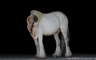 Beautiful Buckskin Gypsy Vanner Stallion With Show Points Gypsy Vanner for Isanti, MN