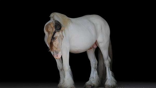 Beautiful Buckskin Gypsy Vanner Stallion With Show Points