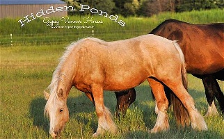 Gorgeous Golden Palomino Gypsy Vanner Mare Gypsy Vanner for Isanti, MN