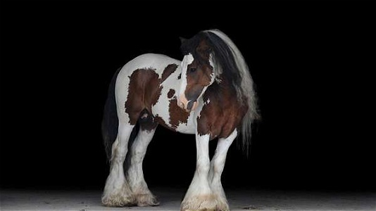 High Quality Broke to Ride Tobiano Gypsy Vanner Stallion